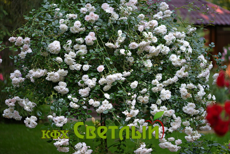 Описание Свани - Swany (Procumbent Rose)